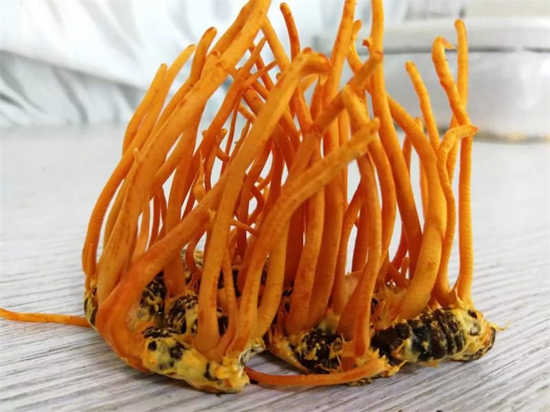 蠶蛹蟲(chóng)草、冬蟲(chóng)夏草、蟲(chóng)草花的區(qū)別